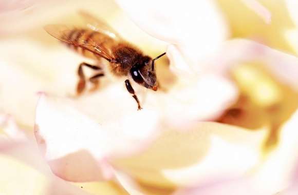 Closeup, Honey Bee, White Rose