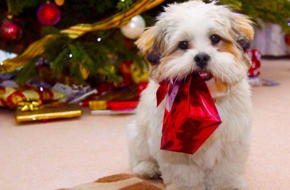Cute Dog Christmas