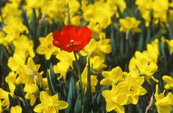 Daffodils And Red Tulip