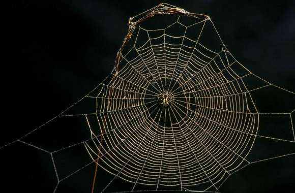 Delicate Spider Web Sneznik Forest Slovenia