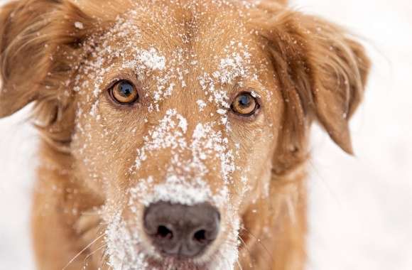 Dog With Snow on Head