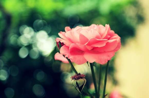 Farsejin Pink Flower