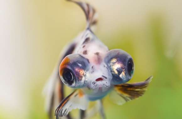 Goldfish Telescope Eyes