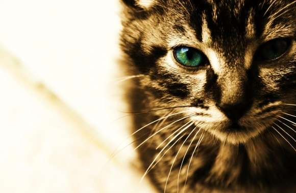 Green Eyes Kitten