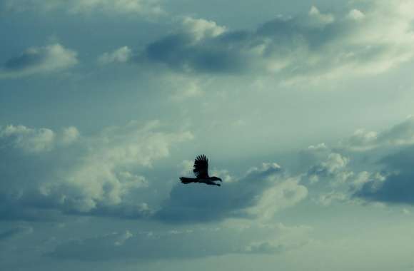Hornbill Flying