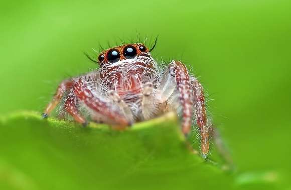 Jumping Spider, Green Background