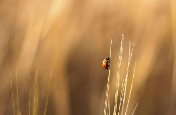 Ladybird On A Wheat Stalk