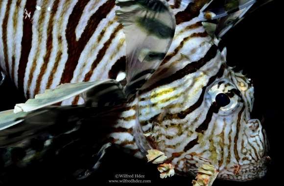 Lion Fish, Red Sea