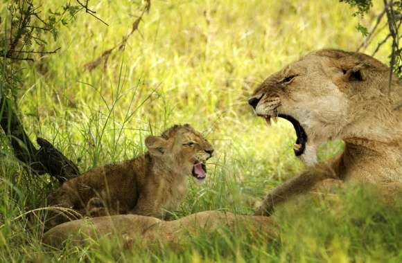Lioness Roaring With Cub