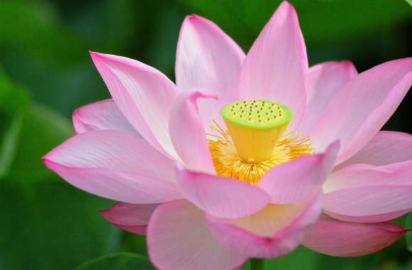 Pink Lotus Flower from Above