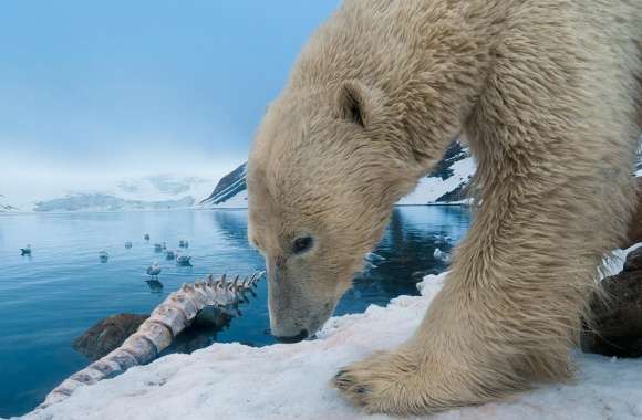 Polar Bear With Whale Bone