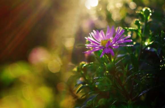 Purple Flower in Sun Rays