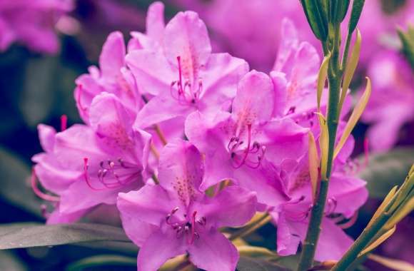 Purple Rhododendron Flower