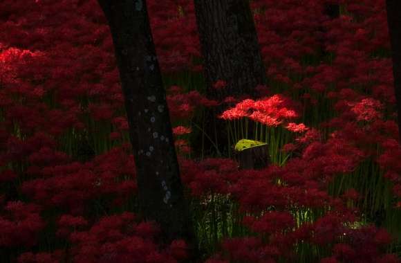 Red Magic Lilies