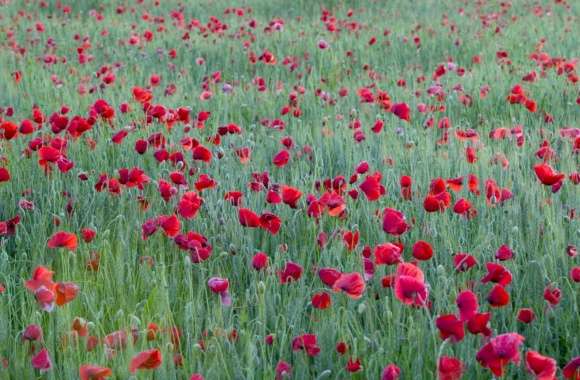Red Poppies Yonne France