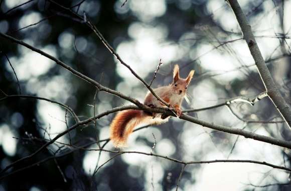 Red Squirrel In Tree