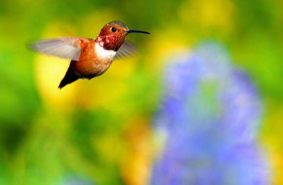 Rufous Hummingbird Flying