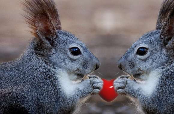 Squirrels Love