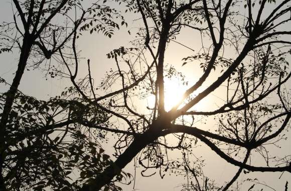 Sun and Tree