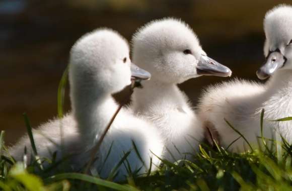 Sweet Baby Swans