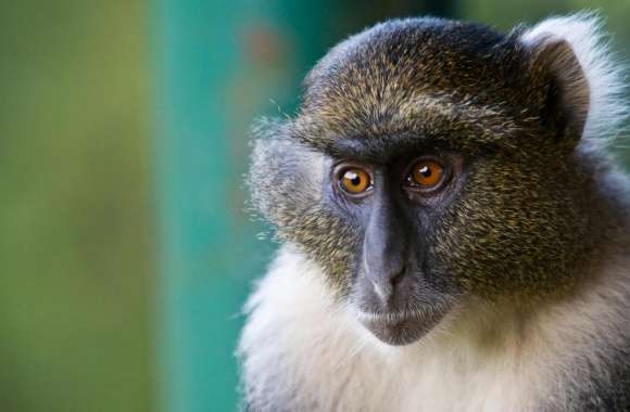 Sykes Monkey Mount Kenya National Park Kenya