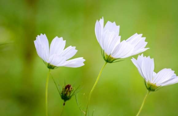White Cosmos Flowers, Green Blurry Background