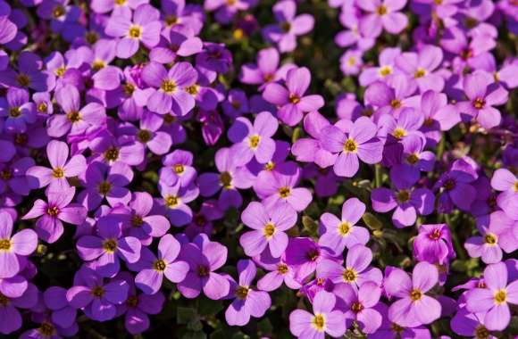 A Lot Of Purple Flowers