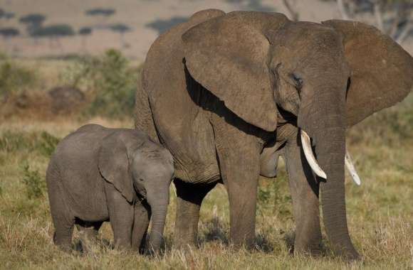 African Elephants Mother and Cute Baby