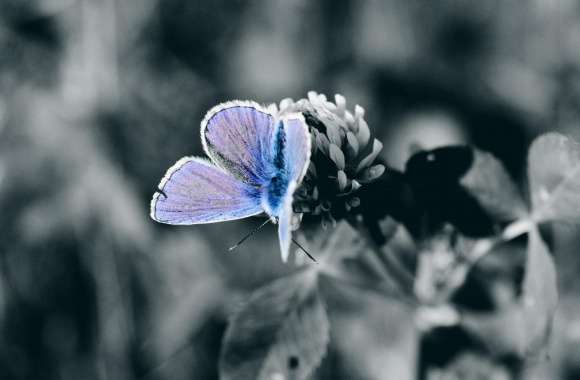 Blue Butterfly Close Up