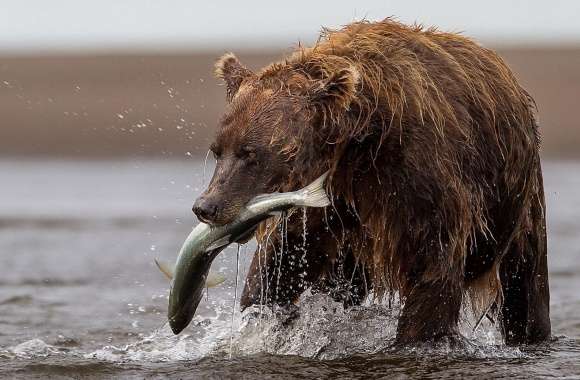 Brown Bear With Fish