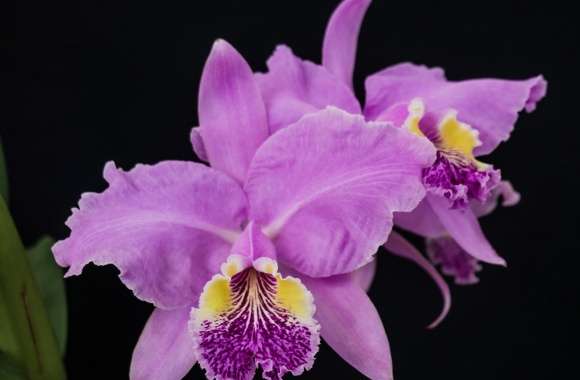 Cattleya Lueddemanniana Orchids Flowers
