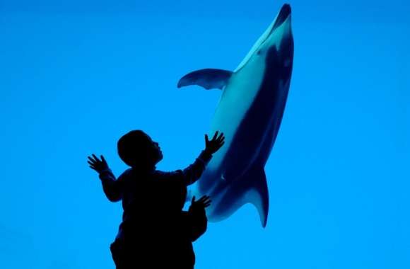 Children And A Dolphin