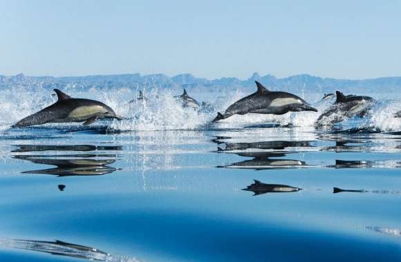 Dolphins In Sea