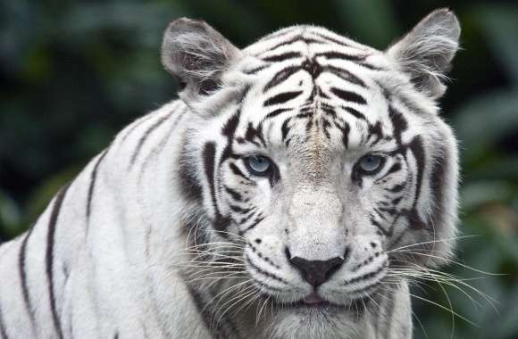 Female White Tiger