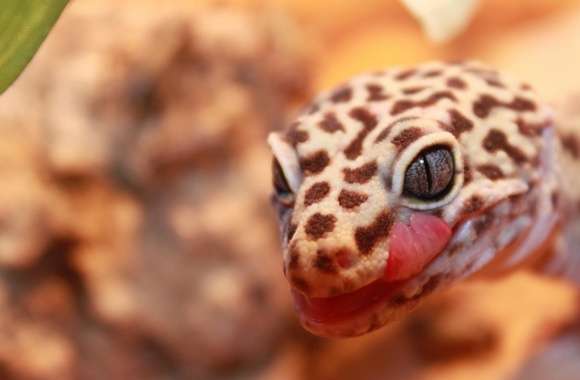Gecko Leopard