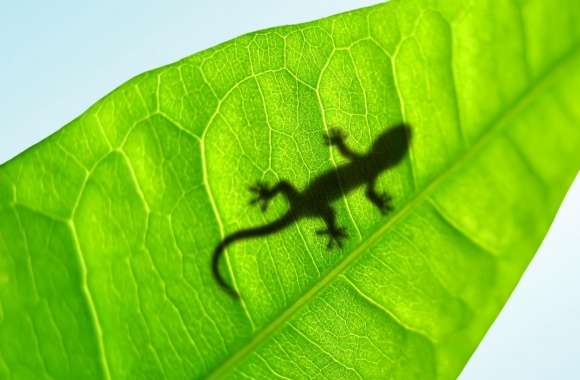 Gecko On A Leaf