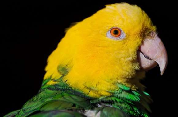 Green And Yellow Parrot