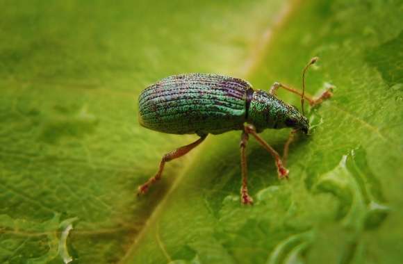 Green Bug On A Leaf