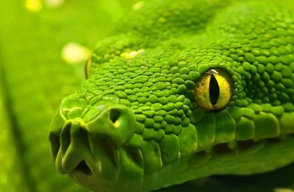Green Snake Head