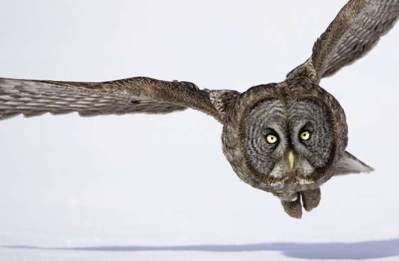 Hunting Great Gray Owl