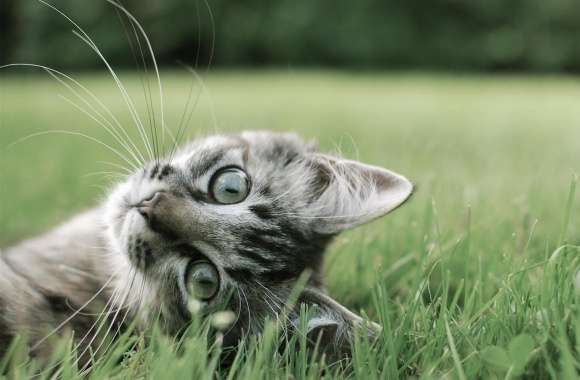Kitten On The Grass