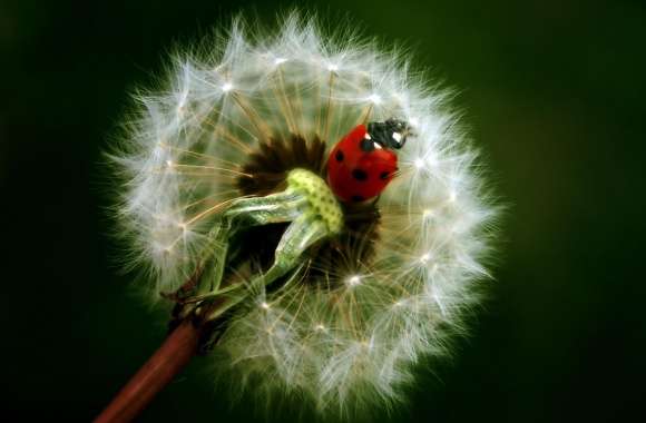 Ladybird On A Dandelion