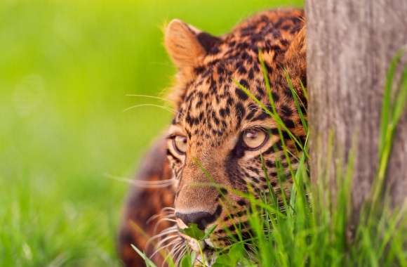 Leopard Looking