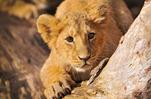 Lion Cub In Ambush