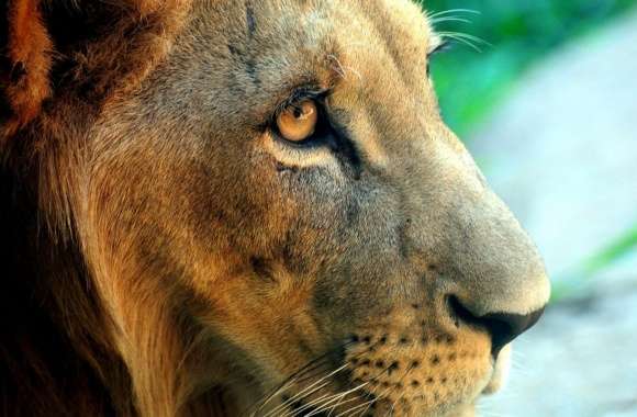 Lion Side Portrait