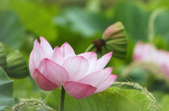 Lotus Flower Blooming