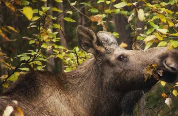 Moose In Fall