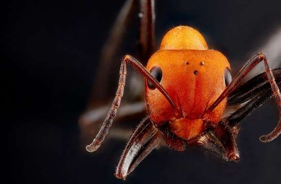 Orange Ant Macro