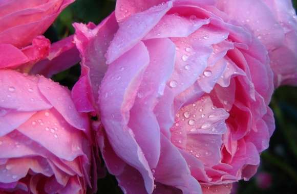 Pink Roses With Water Drops