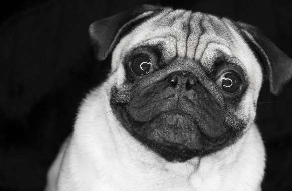 Pug In Black And White